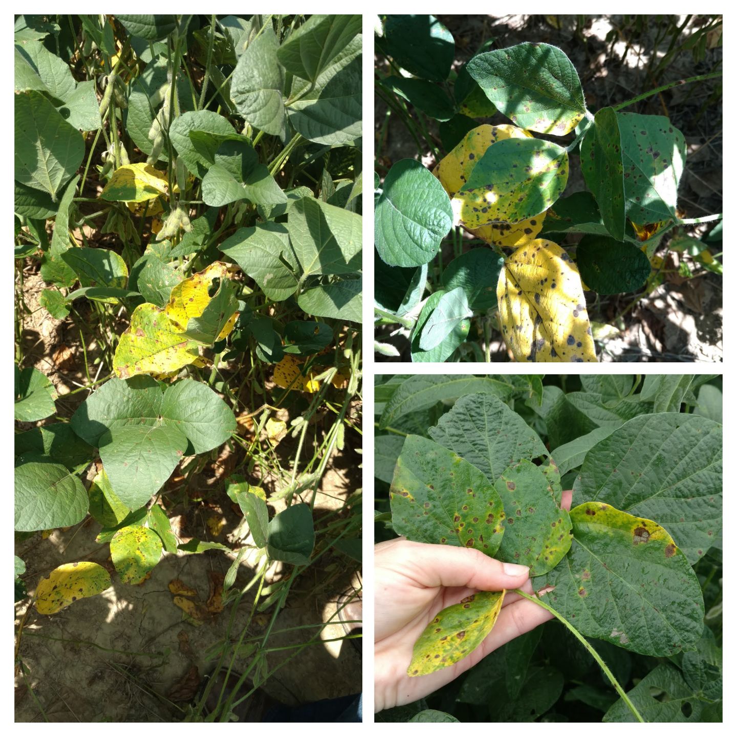 Target Spot in Soybeans